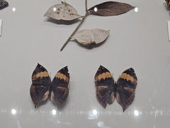 -四川大学博物馆