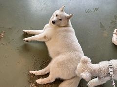 -爪吧宠物乐园 (温榆河示范区店)