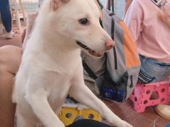 -柴犬高等学院·狗咖·柴犬售卖·宠物训练