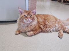 -藏猫猫咖啡主题馆(中央大道店)