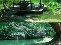 -上海共青森林公园