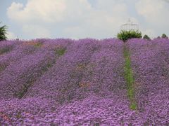 -紫颐香薰山谷景区