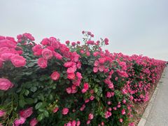 -上海滨江森林公园