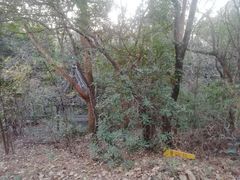 -苏州上方山国家森林公园