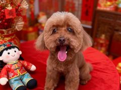 -博特宠物医院24h犬猫全科.骨科·异宠
