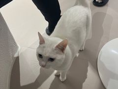 -琪喵猫屋·撸猫猫咖·猫舍