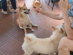 -柴犬高等学院·狗咖·柴犬售卖·宠物训练