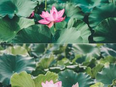 -莲湖公园
