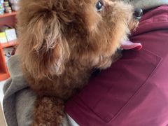 -艾贝尔宠物医院 ·内科全科(梁溪路店)