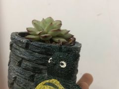 -南汇花鸟市场(上海浦东新花卉店)