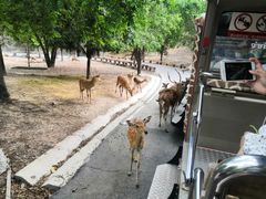 -清迈夜间动物园