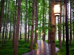 -黄海国家森林公园