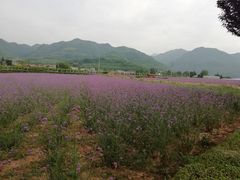 -曲江薰衣草庄园
