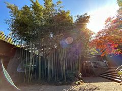 -杭州植物园
