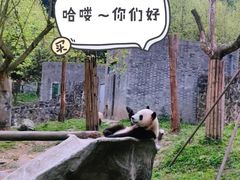 -都江堰中华大熊猫苑