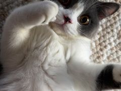 -lincat·猫舍(广州店)