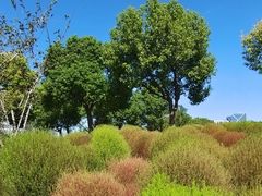 -春花秋色城市公园