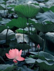 -玄武湖景区-情侣园游乐场