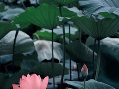 -玄武湖景区-情侣园游乐场