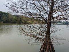 -海珠湖公园