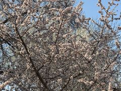 -桃花堤公园