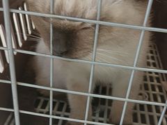 -艾吉宠物医院·疑难杂症转诊中心·猫友好(碧江路院)