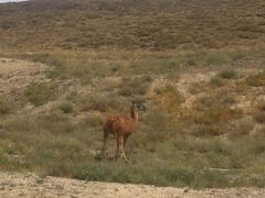 -新疆天山野生动物园