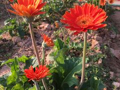 -松山湖梦幻百花洲