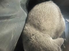 -瑞派宠物医院·内科·软组织·绝育中心(沈阳八纬路分院)