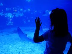 -烟台海昌鲸鲨海洋公园