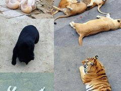 -大连森林动物园