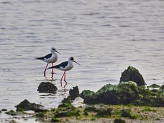 -深圳湾公园(南山区)