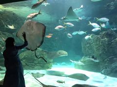 -瑞普利水族馆
