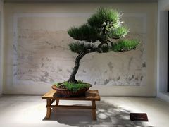 -盆景园(扬州大运河文化旅游度假区)