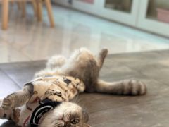 -楼上猫咖(罗湖店)