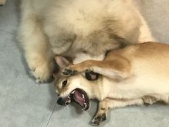 -汪说·狗咖(旺城大厦店)