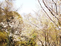 -苏州上方山国家森林公园
