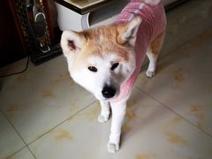 -艾贝尔宠物医院·24H转诊中心·肿瘤猫专科(江宁双龙店)