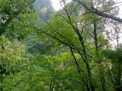-王顺山国家森林公园