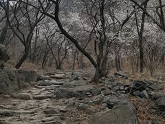 -北京鹫峰国家森林公园