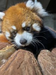 点击看大图 -Zoolung Zoolung动物主题公园(海信广场店)