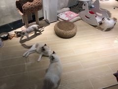 -momokira米努特·德文卷毛猫·棉花面纱犬