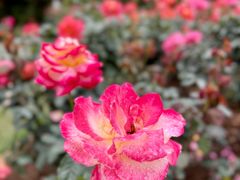 -人民公园(罗湖区)