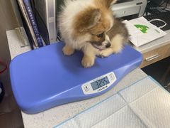 -半岛宠物医院24小时(西派城店)