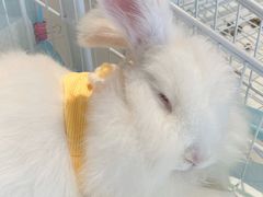 -怪兽屋·羊驼·猫咖·狗咖(俊华广场店)