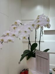 -JUVA欧华医美连锁