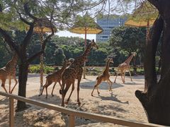 -深圳野生动物园