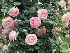 -祥源·阜阳生态乐园