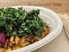 -油梨树AVOCADO TREE(顺义新国展店)