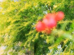 -厦门国家会计学院